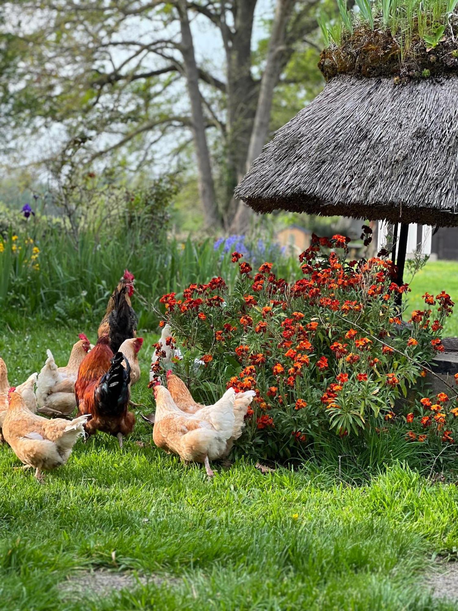 Le Domaine Caribou Bed and Breakfast Sainte-Opportune-la-Mare Εξωτερικό φωτογραφία